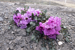 Incarvillea compacta