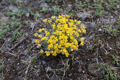 Morten Ross, CC BY, iNaturalist via GBIF Androsace bisulca, photograph Morten Ross, CC BY, iNaturalist via GBIF