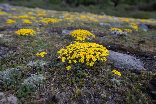 Androsace bisulca (Androsace bisulca)