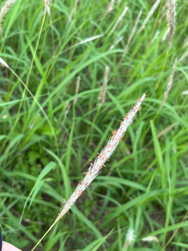 Imperata cylindrica observed 2026-07-30