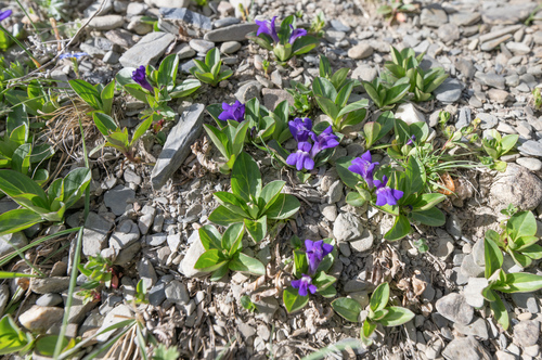 Lancea tibetica, photograph 3
