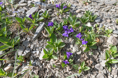 Lancea tibetica, photograph (c) Morten Ross, some rights reserved (CC BY)