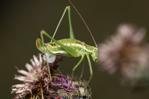 Striped Bush-cricket, Baden, Austria, photo 9 of 10