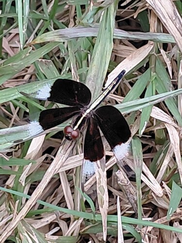 Pied Paddy Skimmer