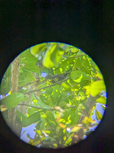 Aplonis opaca observed 2026-07-30