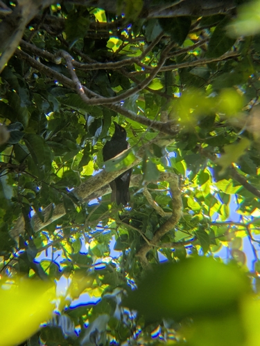 Aplonis opaca observed 2026-07-30