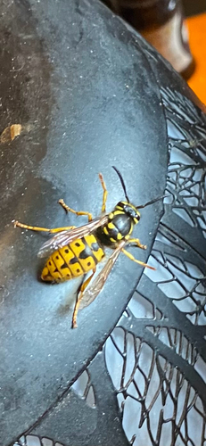 German Yellowjacket