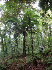 Pelagodoxa mesocarpa