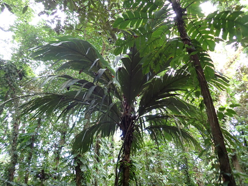 Pelagodoxa mesocarpa, photograph 1