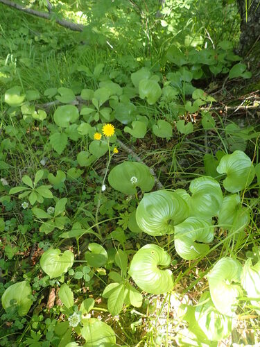 Pilosella floribunda, 2026-07-30