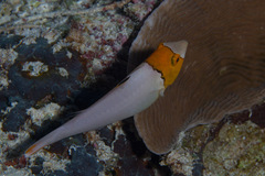 Cetoscarus ocellatus