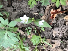 Claytonia lanceolata