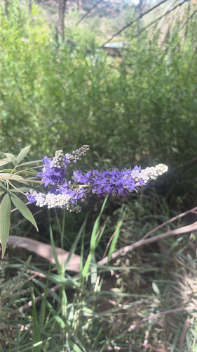 Lilac chaste tree