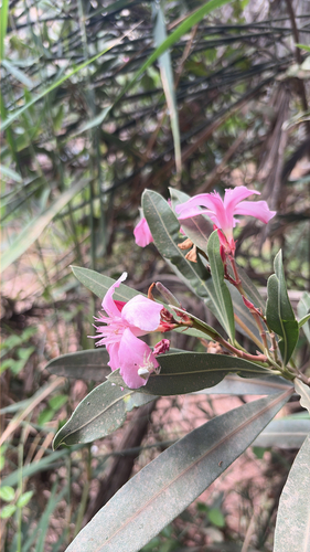 oleander