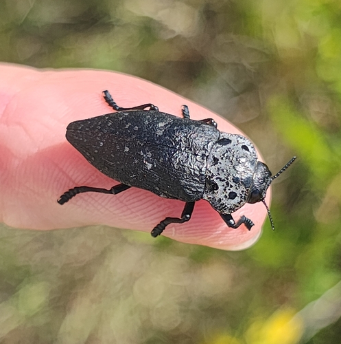 Flat-headed Root-borer