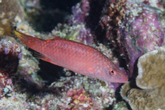 Oxycheilinus digramma