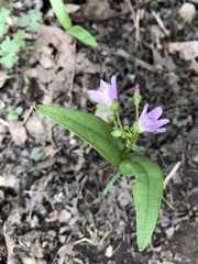 Claytonia lanceolata