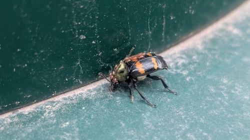 Tomentose Burying Beetle