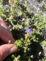 Ceanothus foliosus medius