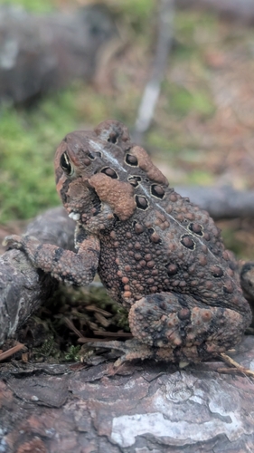American Toad