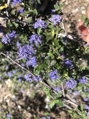 Ceanothus foliosus medius