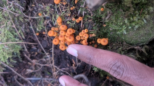 Common Gilled Mushrooms and Allies
