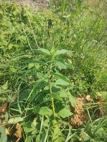 Jerusalem artichoke