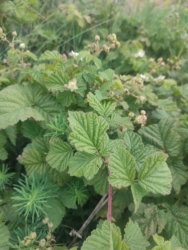 European dewberry