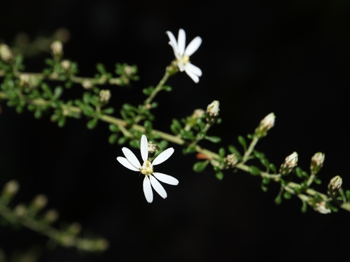 Bridal Daisy Bush