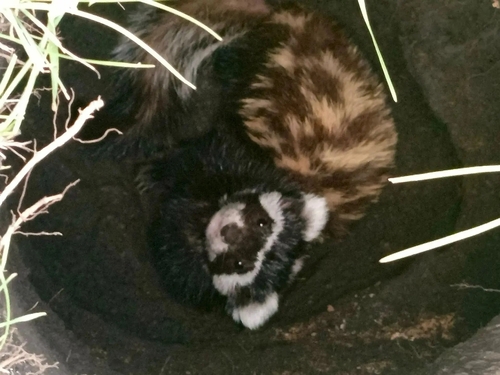 Marbled Polecat