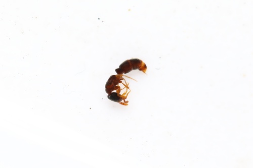 Ponera scabra