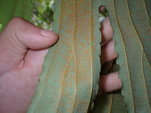 Dipteris conjugata, photograph 1