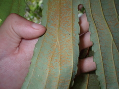 (c) Neal Kelso, some rights reserved (CC BY) Dipteris conjugata, photograph (c) Neal Kelso, some rights reserved (CC BY)