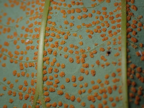 Dipteris conjugata, photograph 2