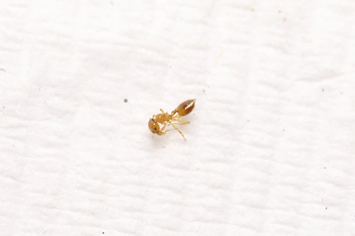 Crematogaster osakensis