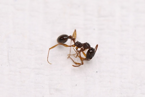 Aphaenogaster japonica