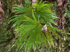 Dipteris conjugata