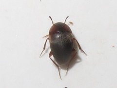 Sciodrepoides