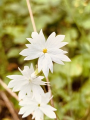 Lithophragma affine