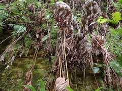(c) Neal Kelso, some rights reserved (CC BY) Dipteris conjugata, photograph (c) Neal Kelso, some rights reserved (CC BY)