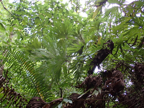 Dipteris conjugata, photograph 4