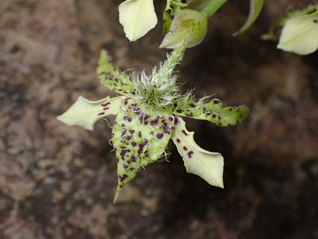 Dendrobium macrophyllum; photograph (c) Neal Kelso, some rights reserved (CC BY)