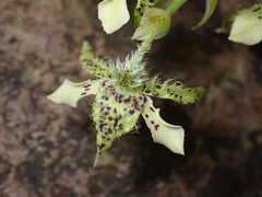 Dendrobium macrophyllum