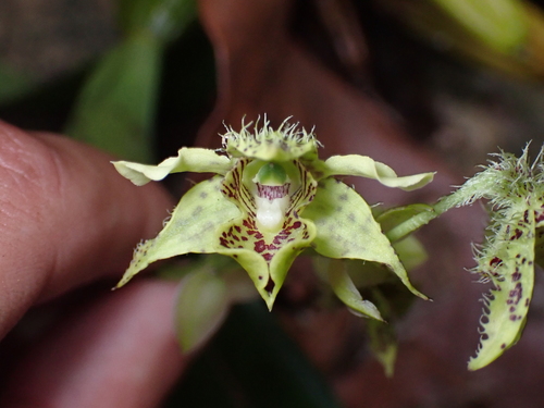 Dendrobium macrophyllum observed 2026-07-09