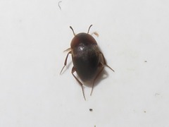 Sciodrepoides