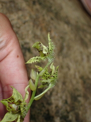 (c) Neal Kelso, some rights reserved (CC BY) Dendrobium macrophyllum, photograph (c) Neal Kelso, some rights reserved (CC BY)