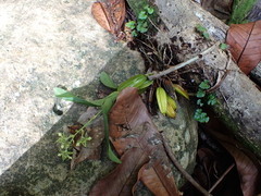 (c) Neal Kelso, some rights reserved (CC BY) Dendrobium macrophyllum, photograph (c) Neal Kelso, some rights reserved (CC BY)