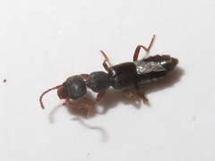 Rugilus rufipes