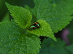 Chrysolina fastuosa