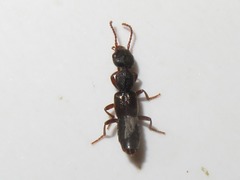 Rugilus rufipes